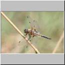 Libellula quadrimcatulata - Vierflecklibelle 10.jpg